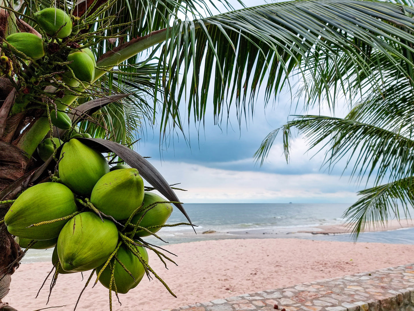 Bamboo & Coconut