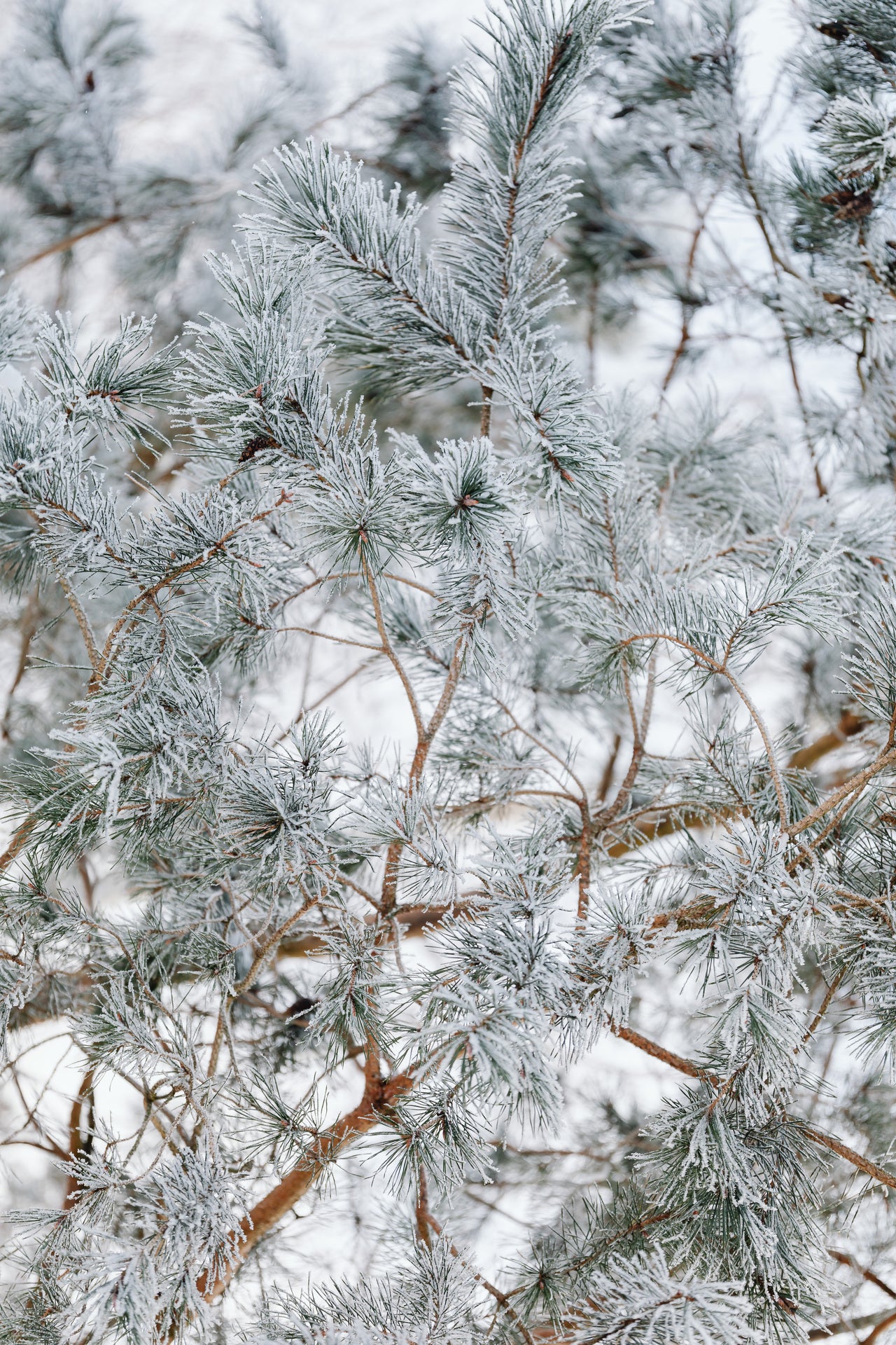 Frosted Juniper