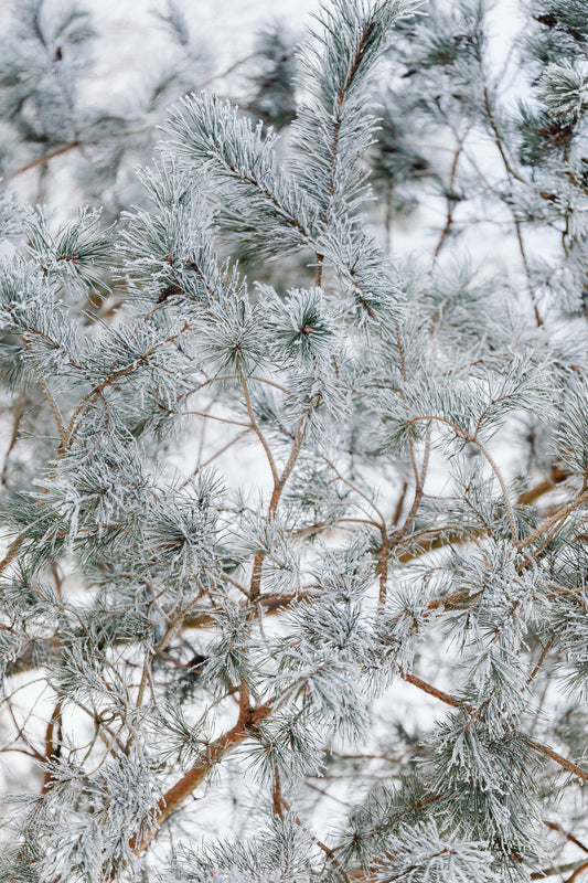Frosted Juniper