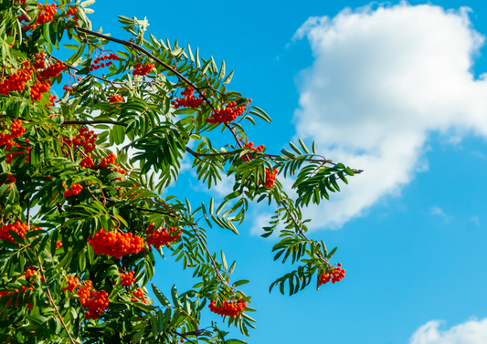 Cloudberry