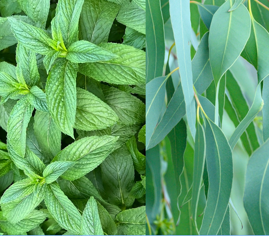 Peppermint & Eucalyptus