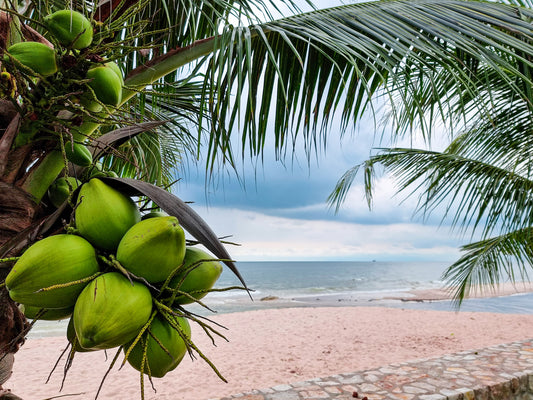 Bamboo & Coconut