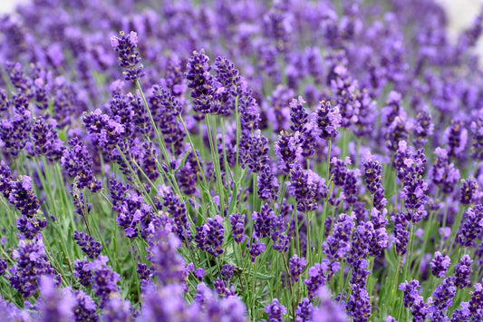 Lavender