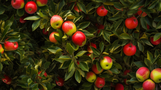 Macintosh Apple