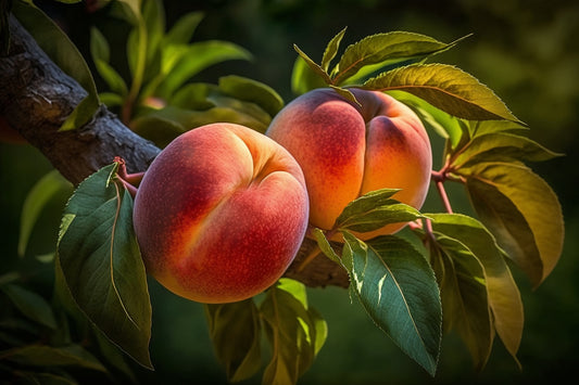 Peach Blossom